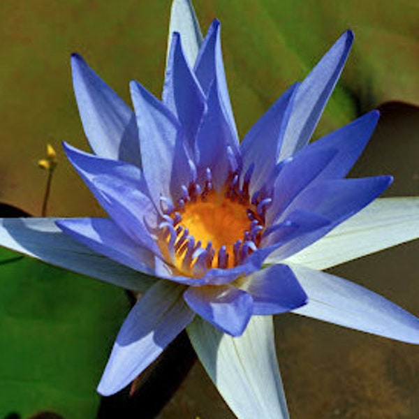 Blaue Ägyptische Seerose Blumensamen, Wasserpflanze Nymphaea nouchali var caerulea Samen
