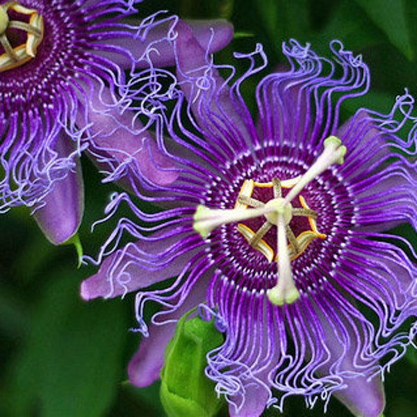 Paquete de semillas de flor de la pasión MayPop / Semilla de Passiflora incarnata / Semillas de vid de flor de la pasión púrpura / Semilla de planta de fruta de la pasión