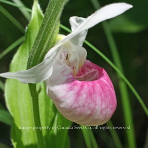 Showy Lady Slipper Orchid Seeds | Cypripedium Reginae Flower Seed Packet | Pink White Rare Orchid Seeds
