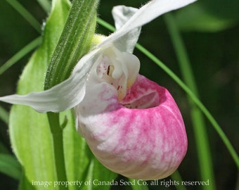 Showy Lady Slipper Orchid Seeds Cypripedium Reginae Flower Seed