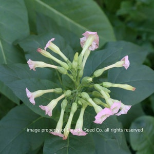 Canadian Tobacco Seeds Packet, Native Medicinal Flowering Plant Nicotiana Tabacum Seeds, Tabaco, Tobaco