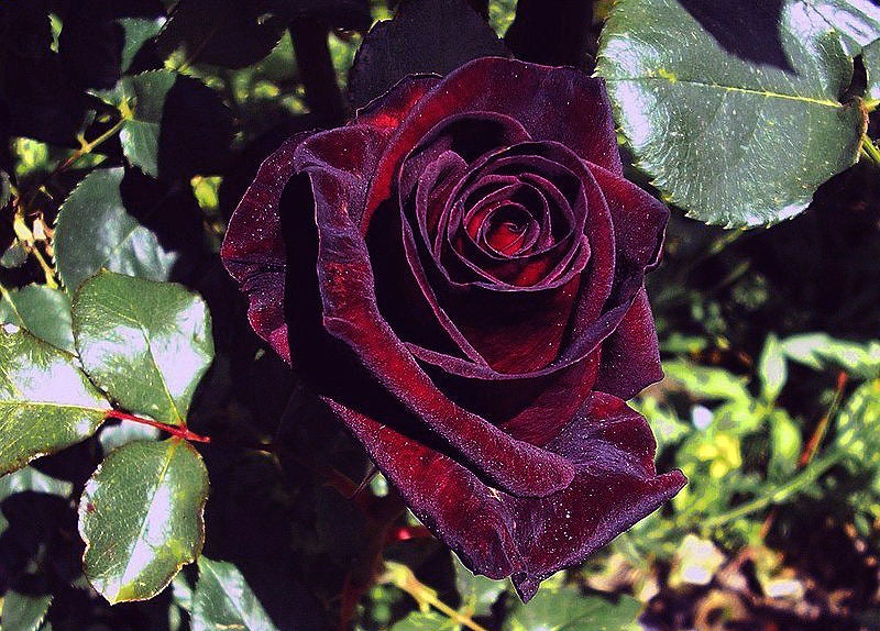 Black Rose Flower Seeds Packet Rare Black Flower Rosaceae Etsy Sweden