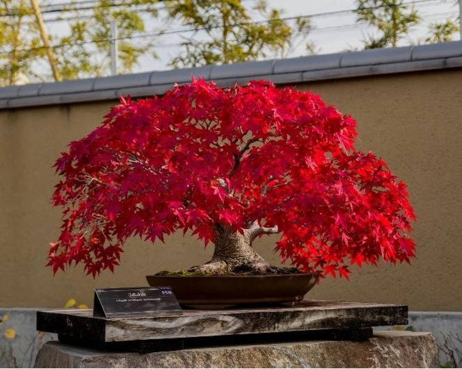 red maple bonsai red maple bonsai