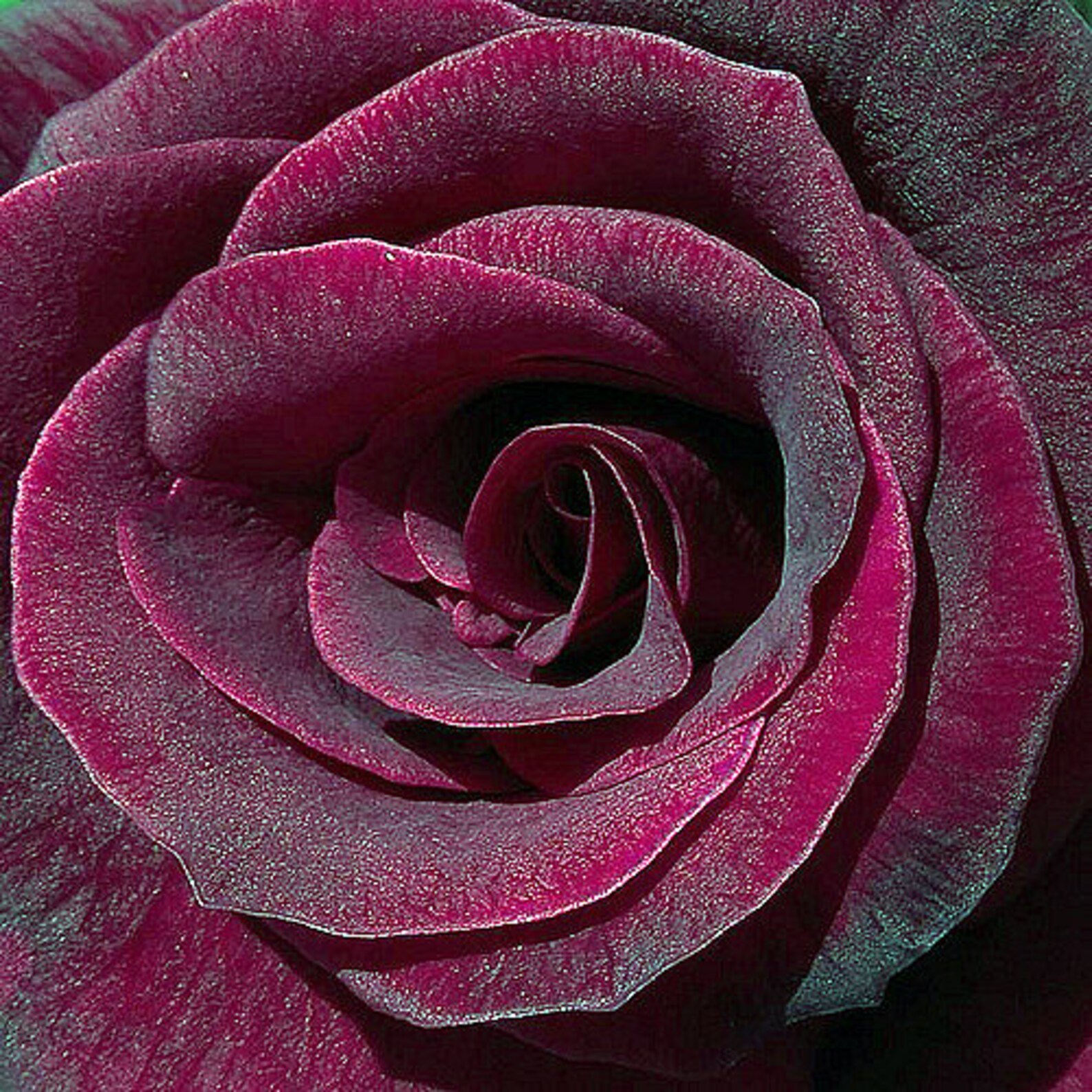 Black Rose Flower Seeds Packet Rare Black Flower Rosaceae Etsy Sweden