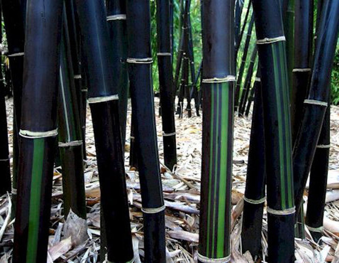 Black Bamboo Seeds Packet, Rare Black Gigantochloa Atroviolacea Seeds