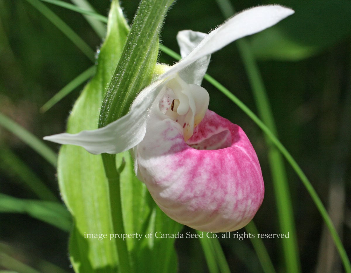 Showy Lady Slipper Flower Seeds Packet Rare Pink White Orchid, Rare C…
