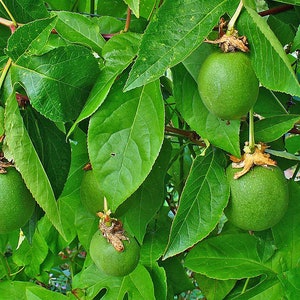 25+ Purple Passion Mollypops Maypop Vine Seeds - USA Grown & Shipped 2 thumbnail image