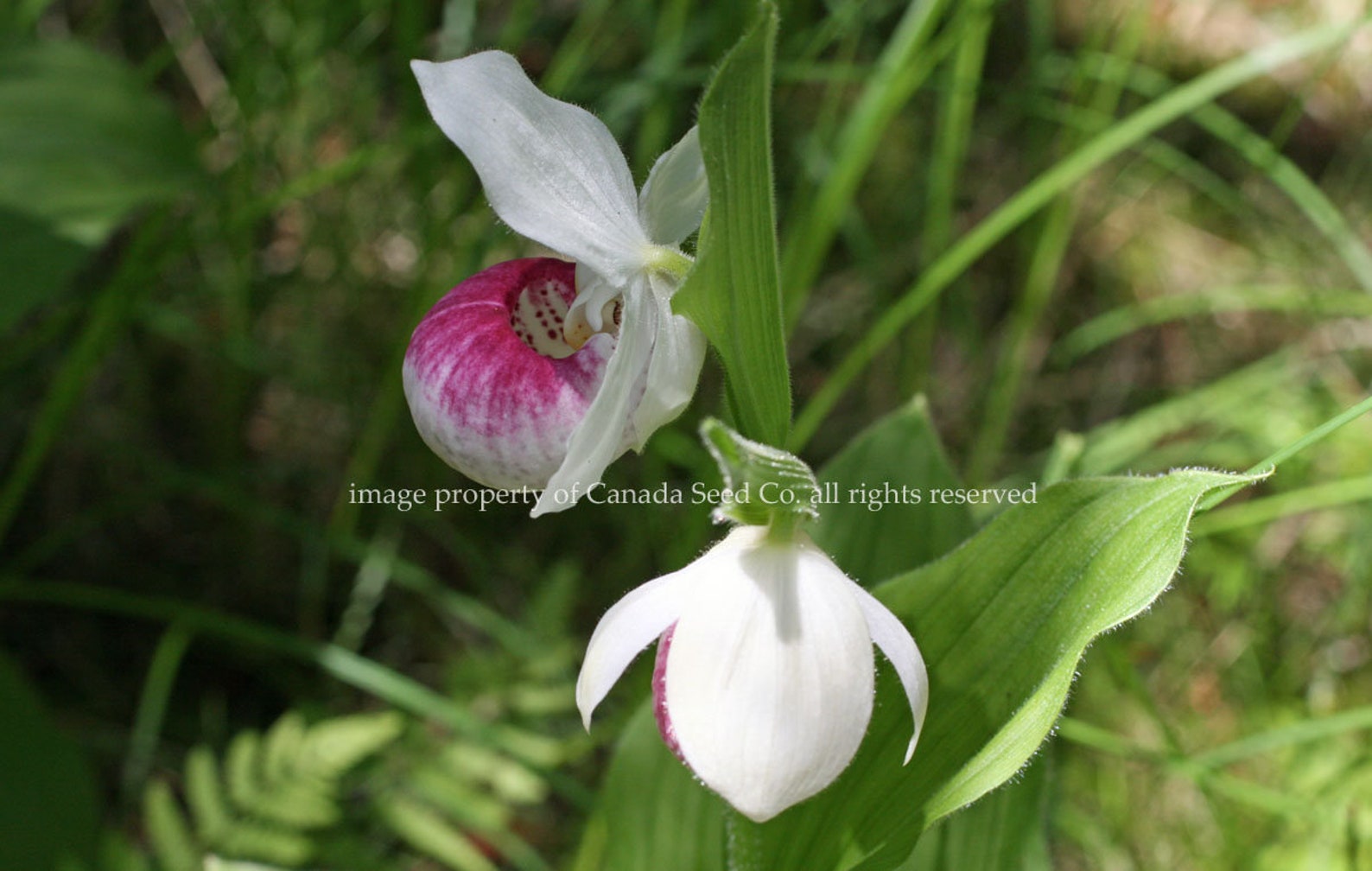 Showy Lady Slipper Flower Seeds Packet Rare Pink White Orchid Etsy
