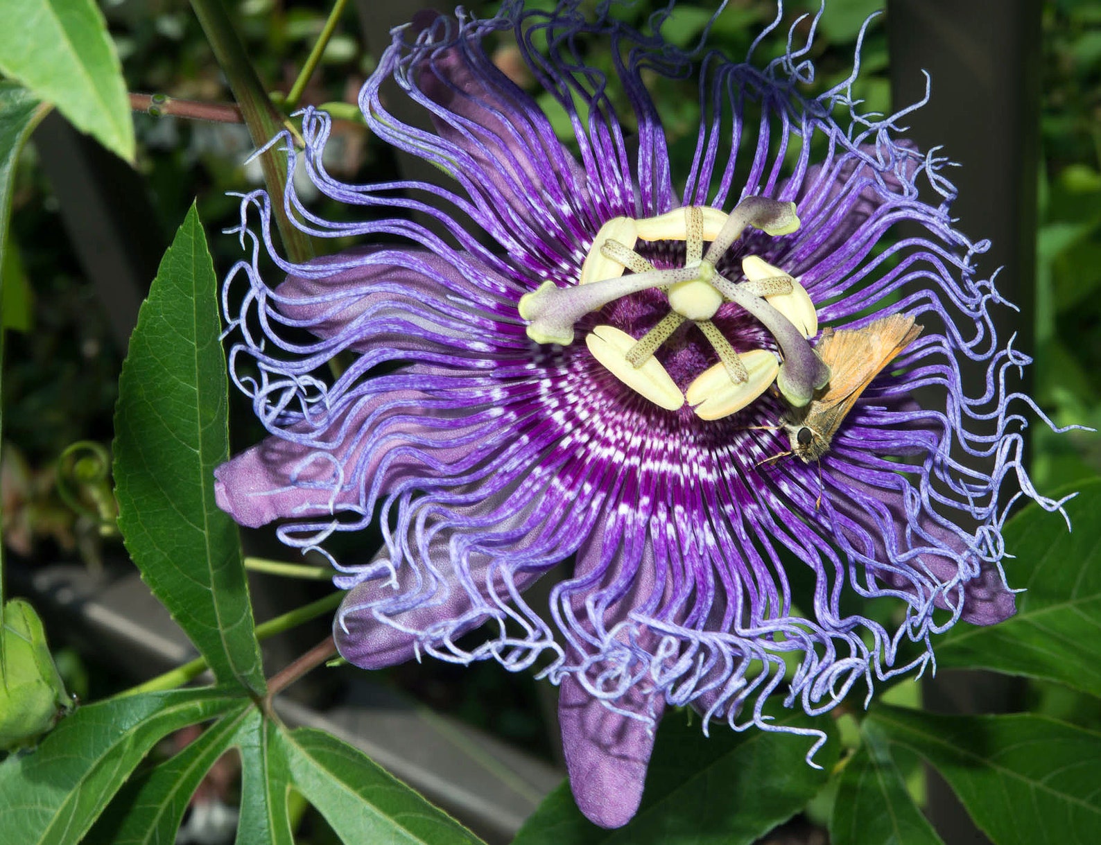 Maypop Passion Flower Seeds Packet Indoor Flowering House Etsy Canada