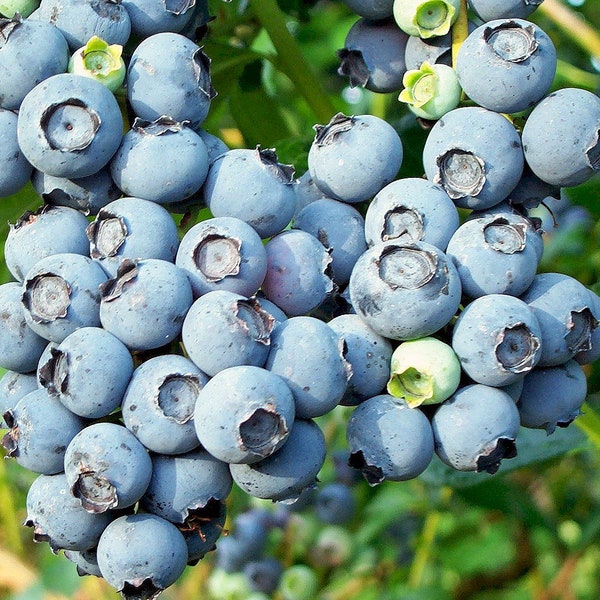 Northern High Bush Blueberry Plant Seeds Packet, Juicy Berry Vaccinium Corymbosum Fruit Seeds