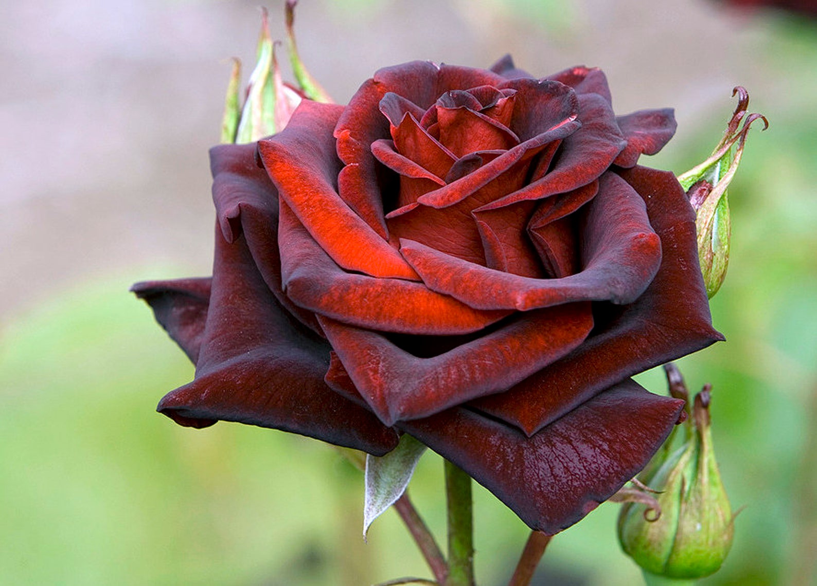 Black Rose Flower Seeds Packet Rare Black Flower Rosaceae Etsy Sweden