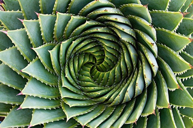 Rare Species Spiral Aloe Plant Seeds Packet, Fresh Rare Flowering Pla…