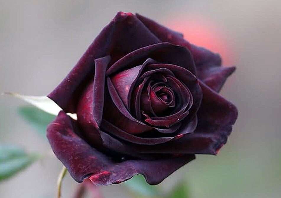 Black Rose Flower Seeds Packet Rare Black Flower Rosaceae Etsy Sweden