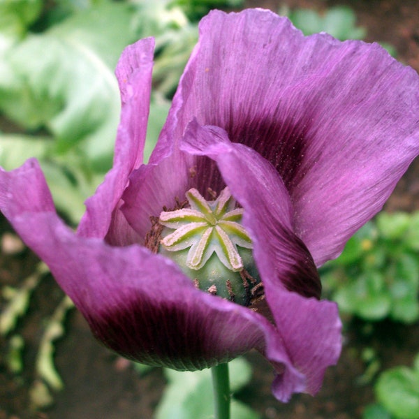 Original Opium Mohnsamen | Papaver Somniferum Samen Päckchen | Heilpflanze Samen