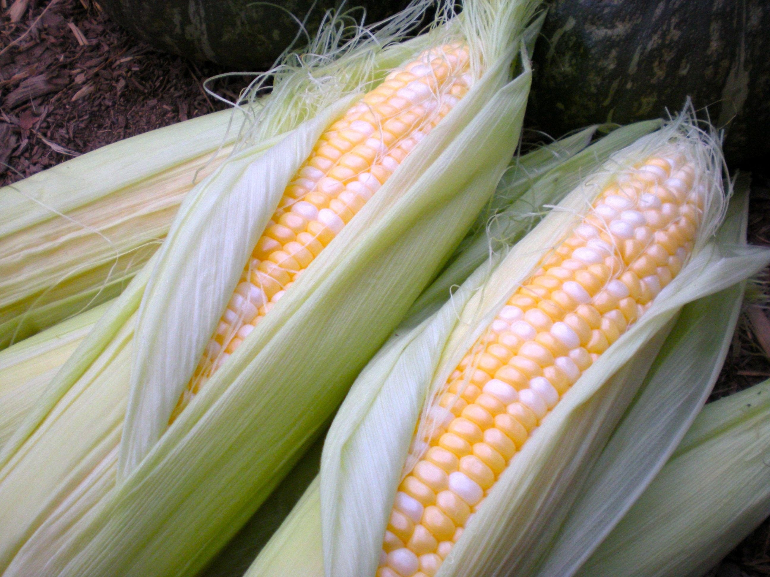 Peaches & Cream Corn Seeds Packet Fresh Garden Vegetable Etsy