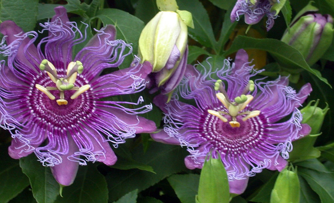 Maypop Passion Flower Seeds Packet Indoor Flowering House Etsy Canada