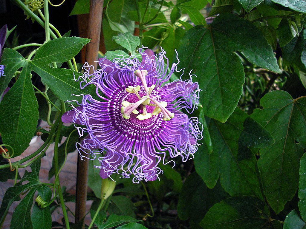 Maypop Passion Flower Seeds Packet Indoor Flowering House Etsy