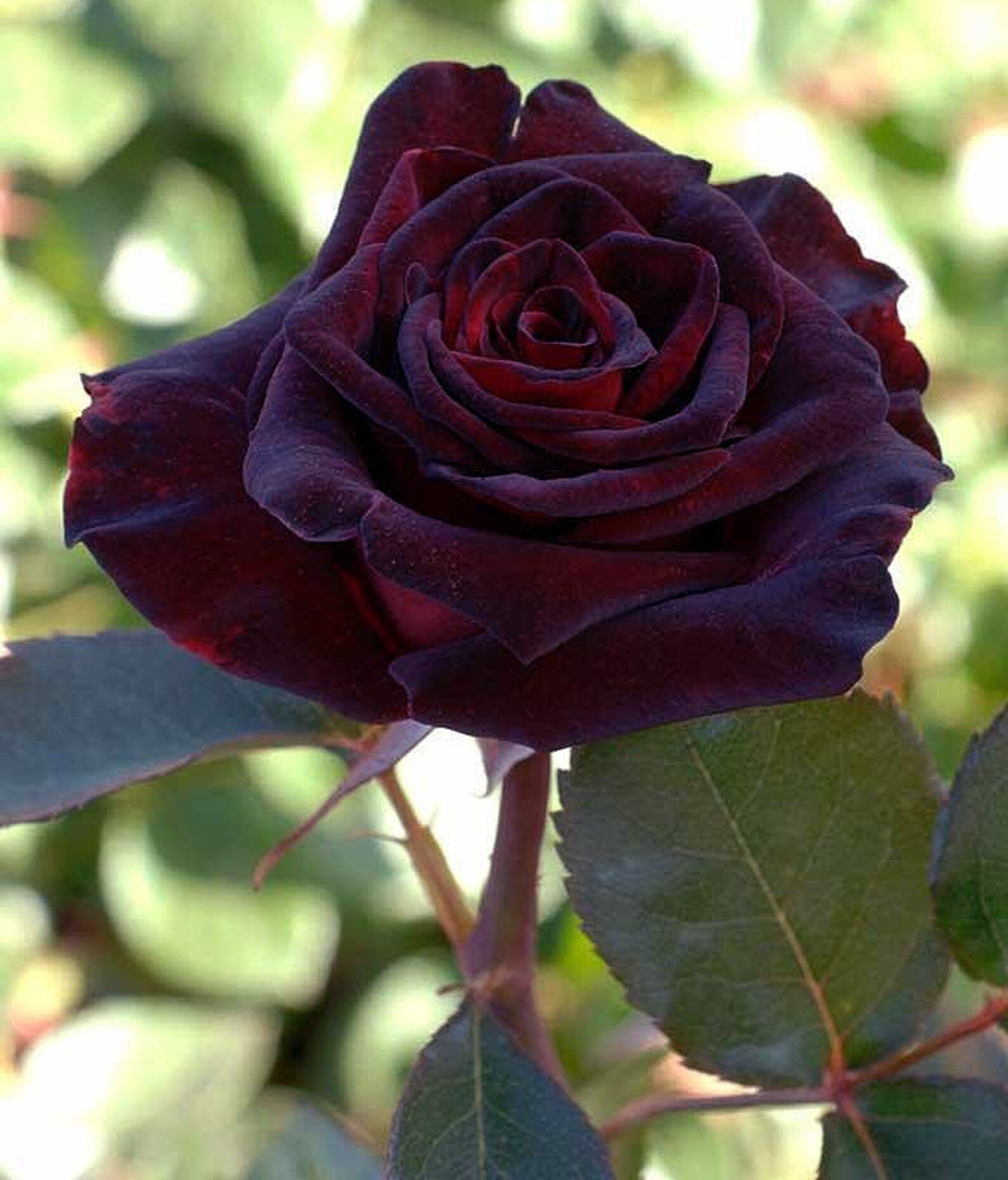 Black Rose Flower Seeds Packet Rare Black Flower Rosaceae Etsy Sweden