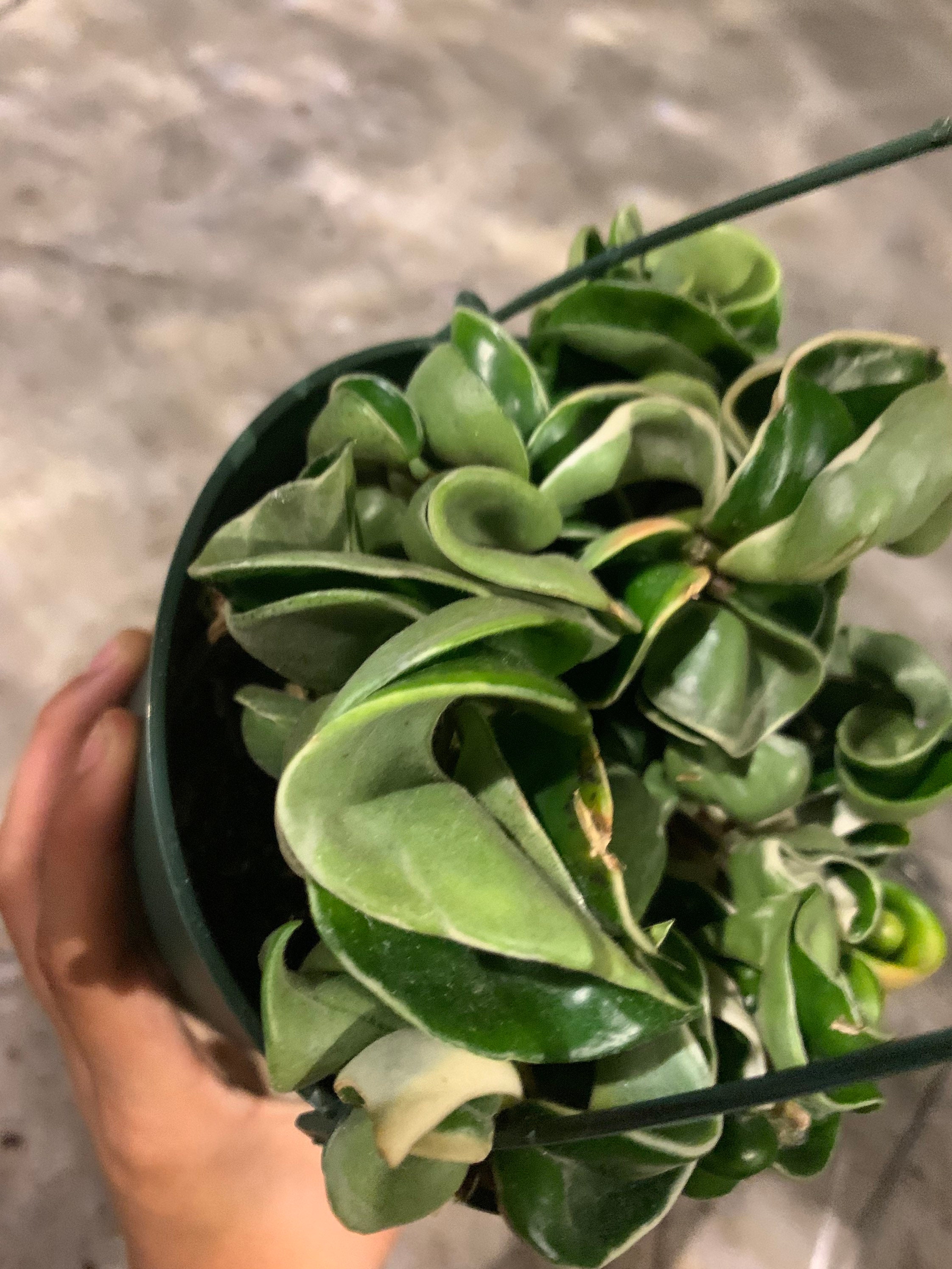 Variegated Hoya Hindu Rope Hoya Carnosa Compacta Variegata Etsy