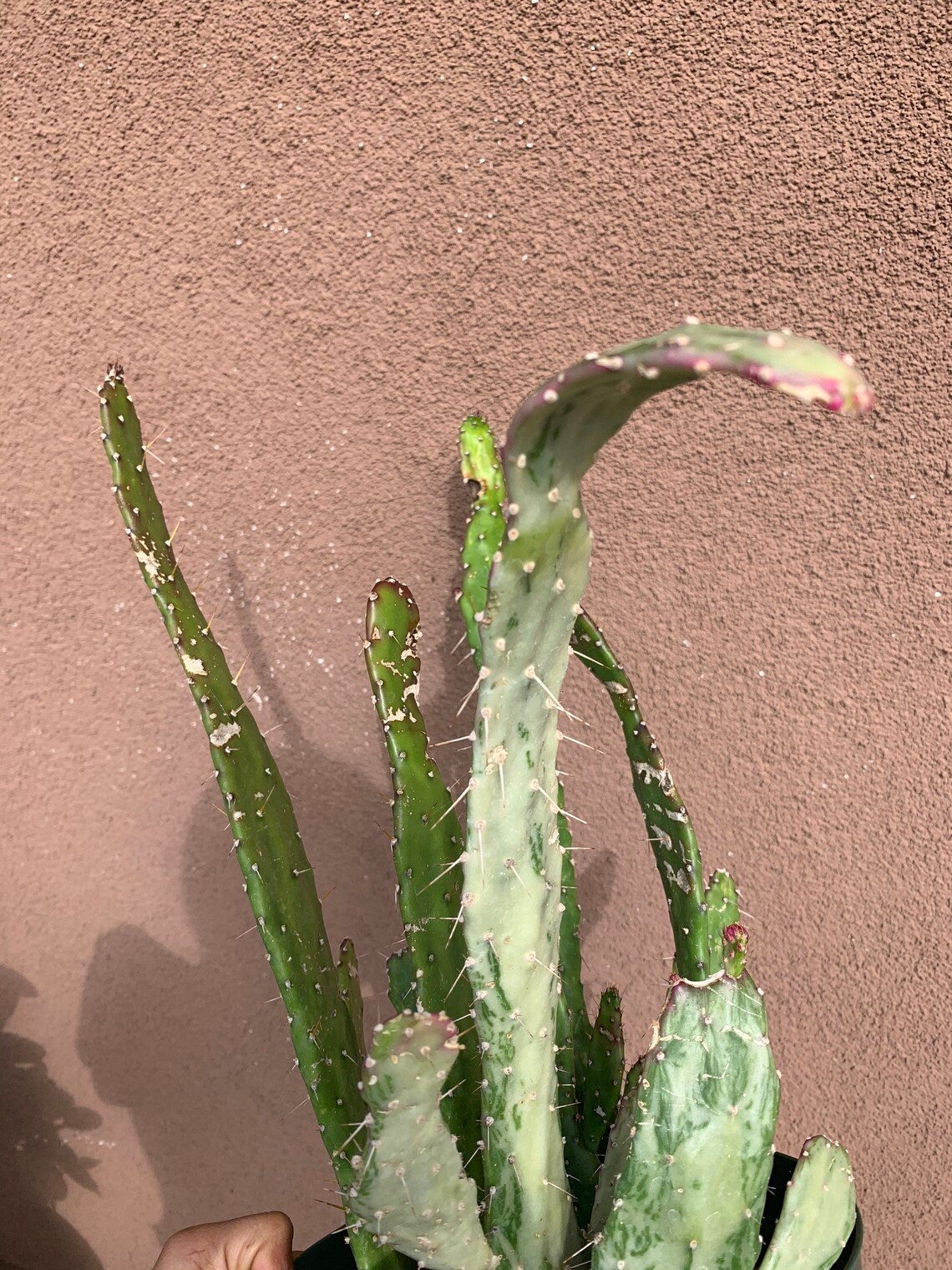 Variegated Opuntia Cactus Etsy