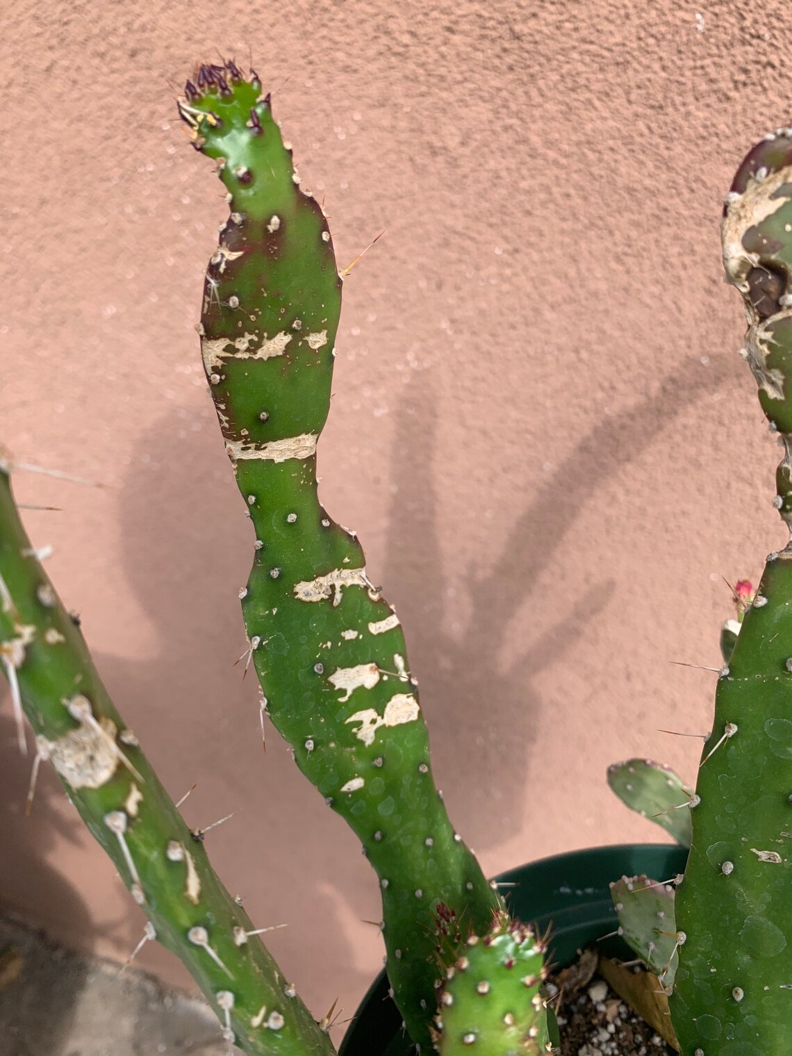 Variegated Opuntia Cactus Etsy