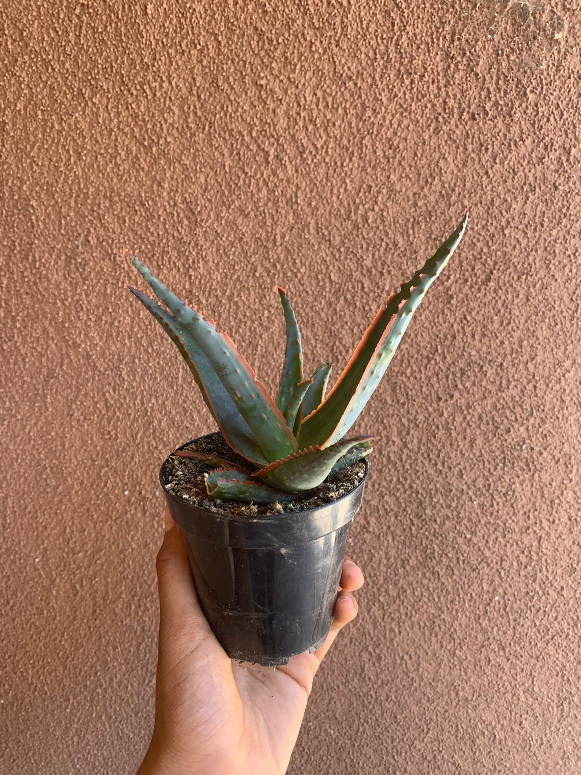 Star Aloe Swordfish Aloe Hybrid Etsy