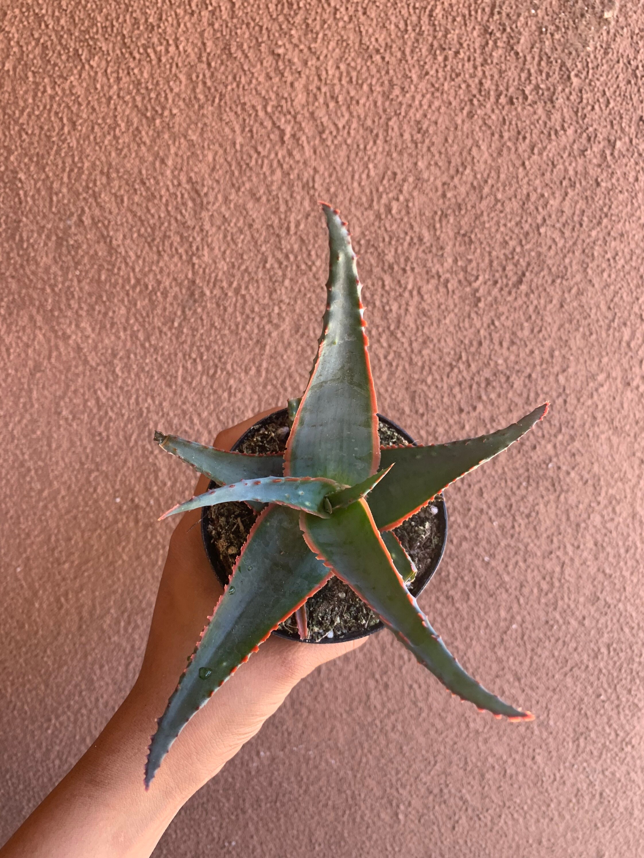Star Aloe Swordfish Aloe Hybrid Etsy