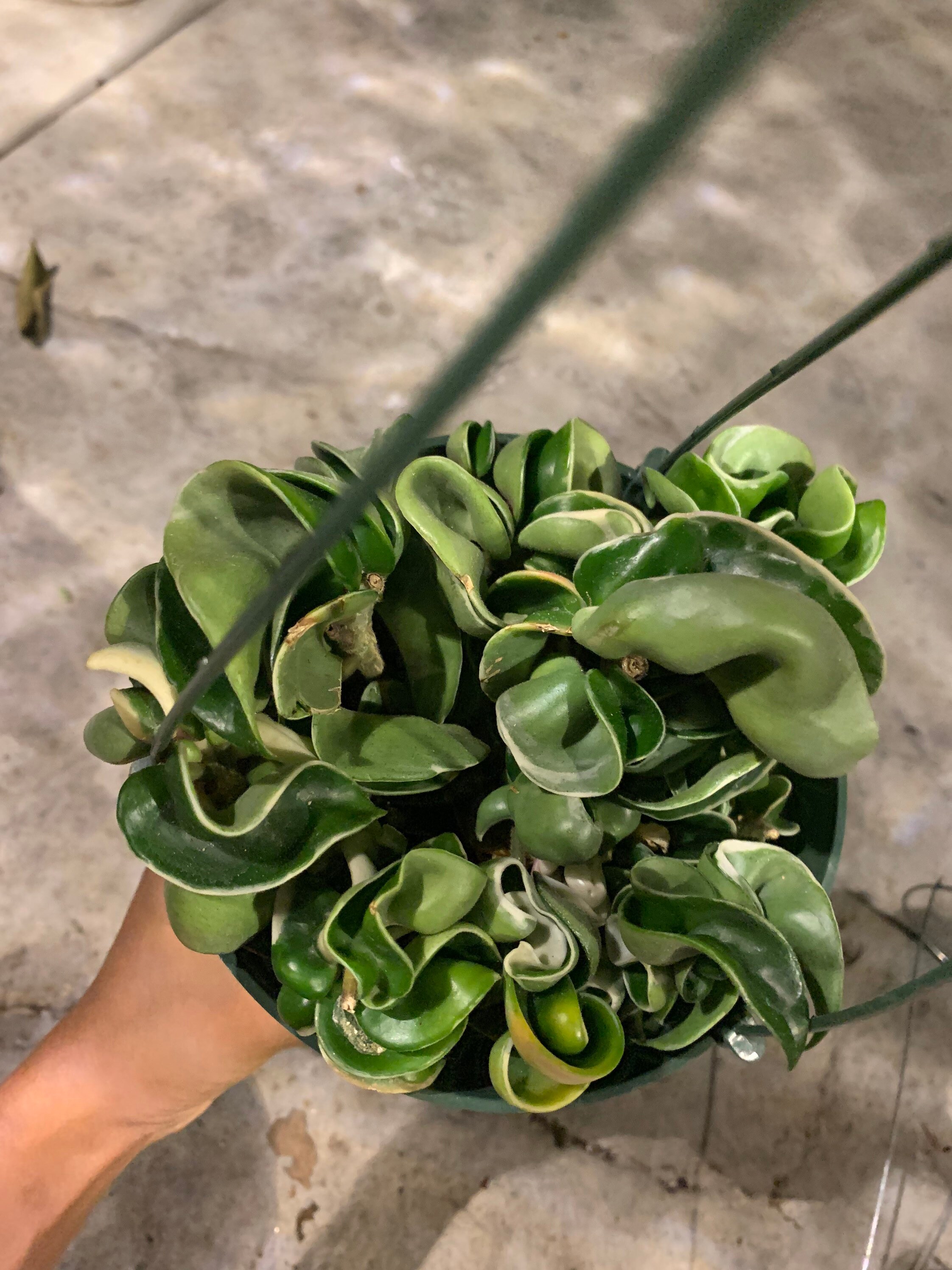 Variegated Hoya Hindu Rope Hoya Carnosa Compacta Variegata Etsy