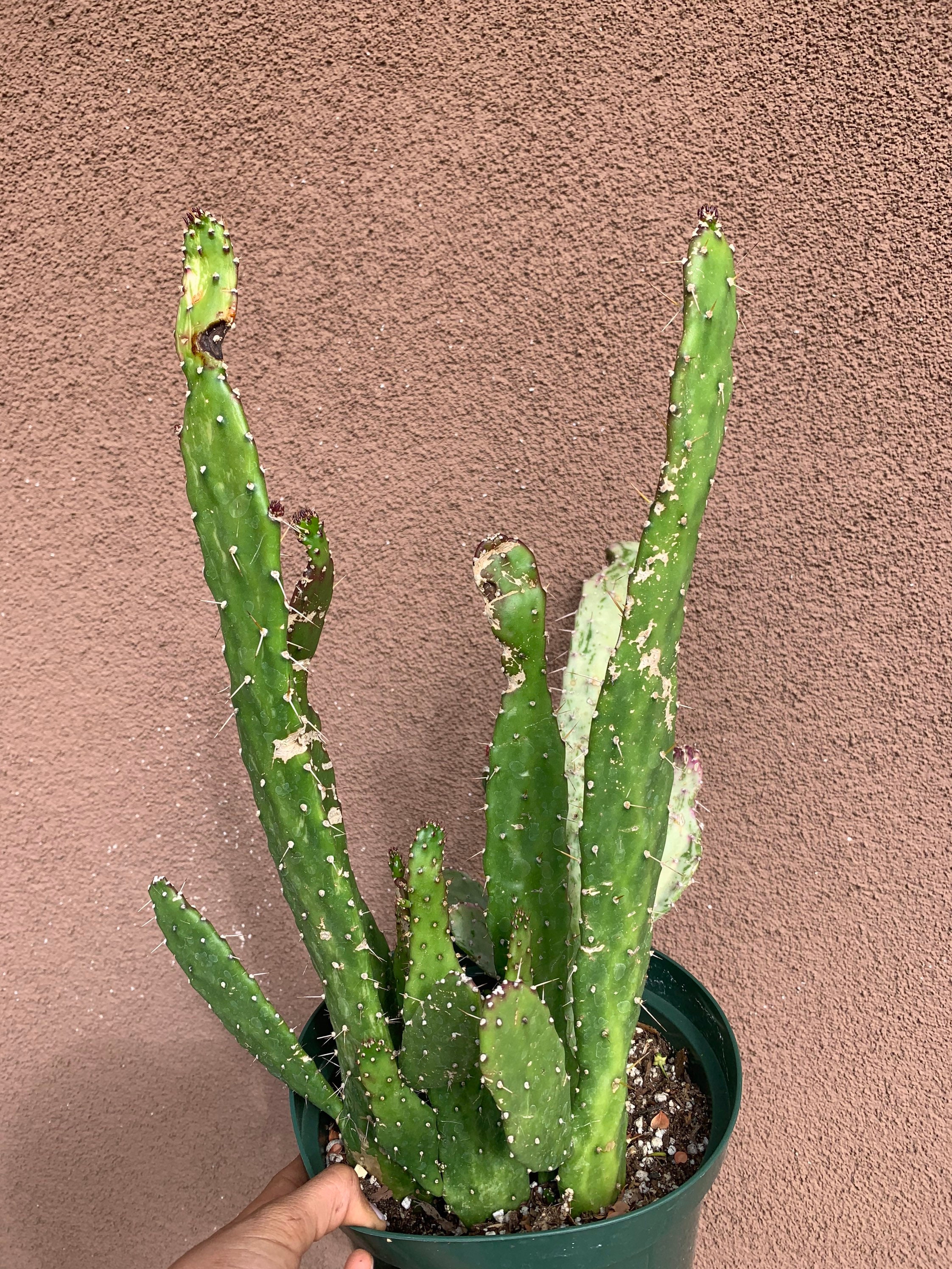 Variegated Opuntia Cactus Etsy