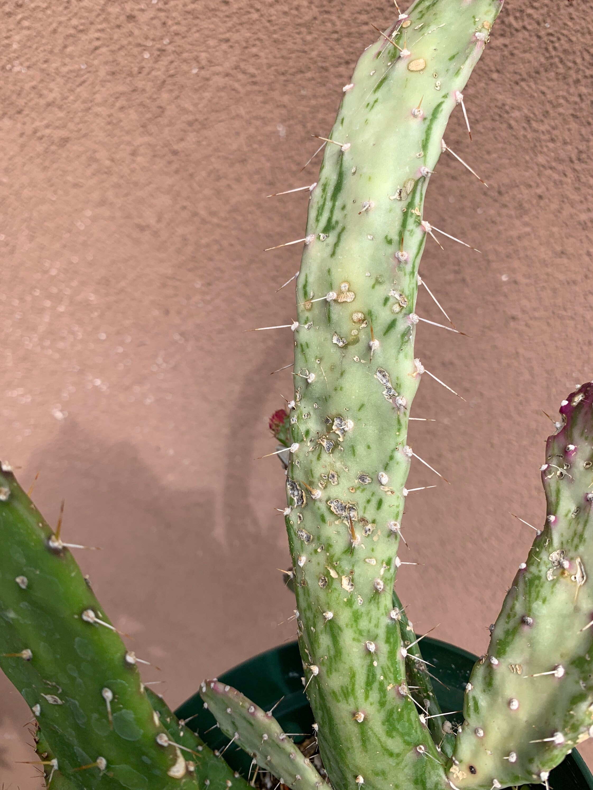 Variegated Opuntia Cactus Etsy