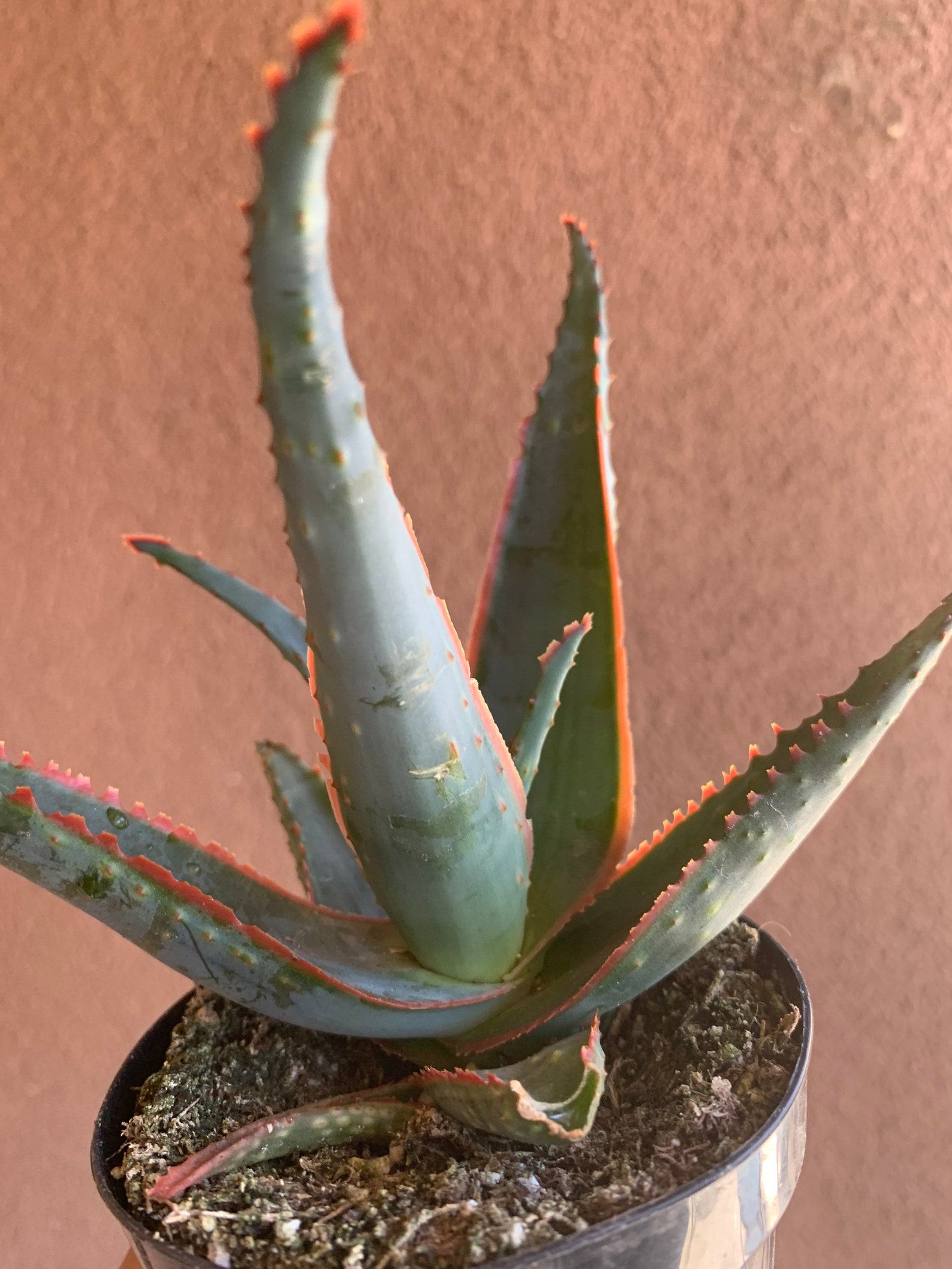 Star Aloe Swordfish Aloe Hybrid Etsy