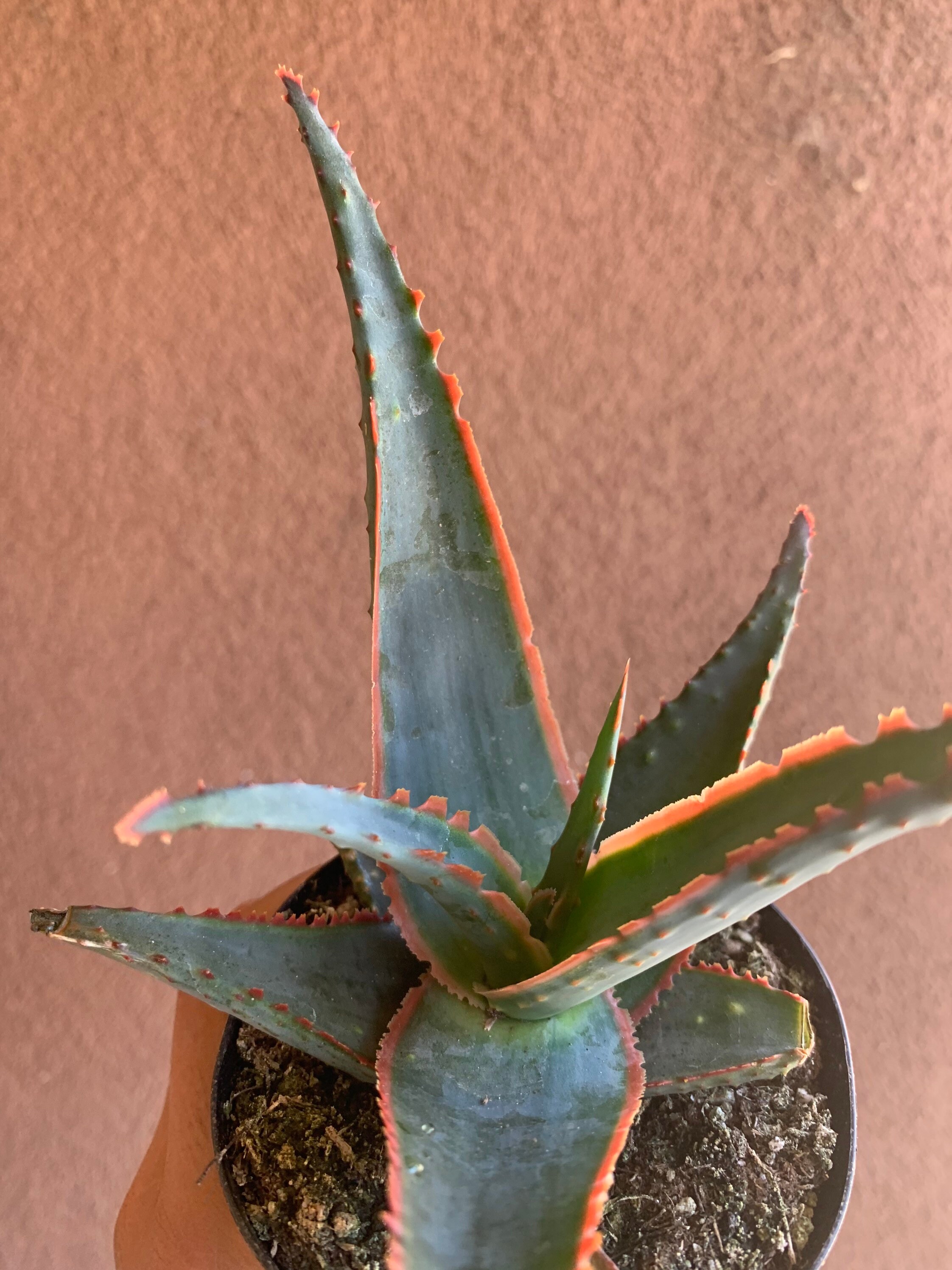 Star Aloe Swordfish Aloe Hybrid Etsy