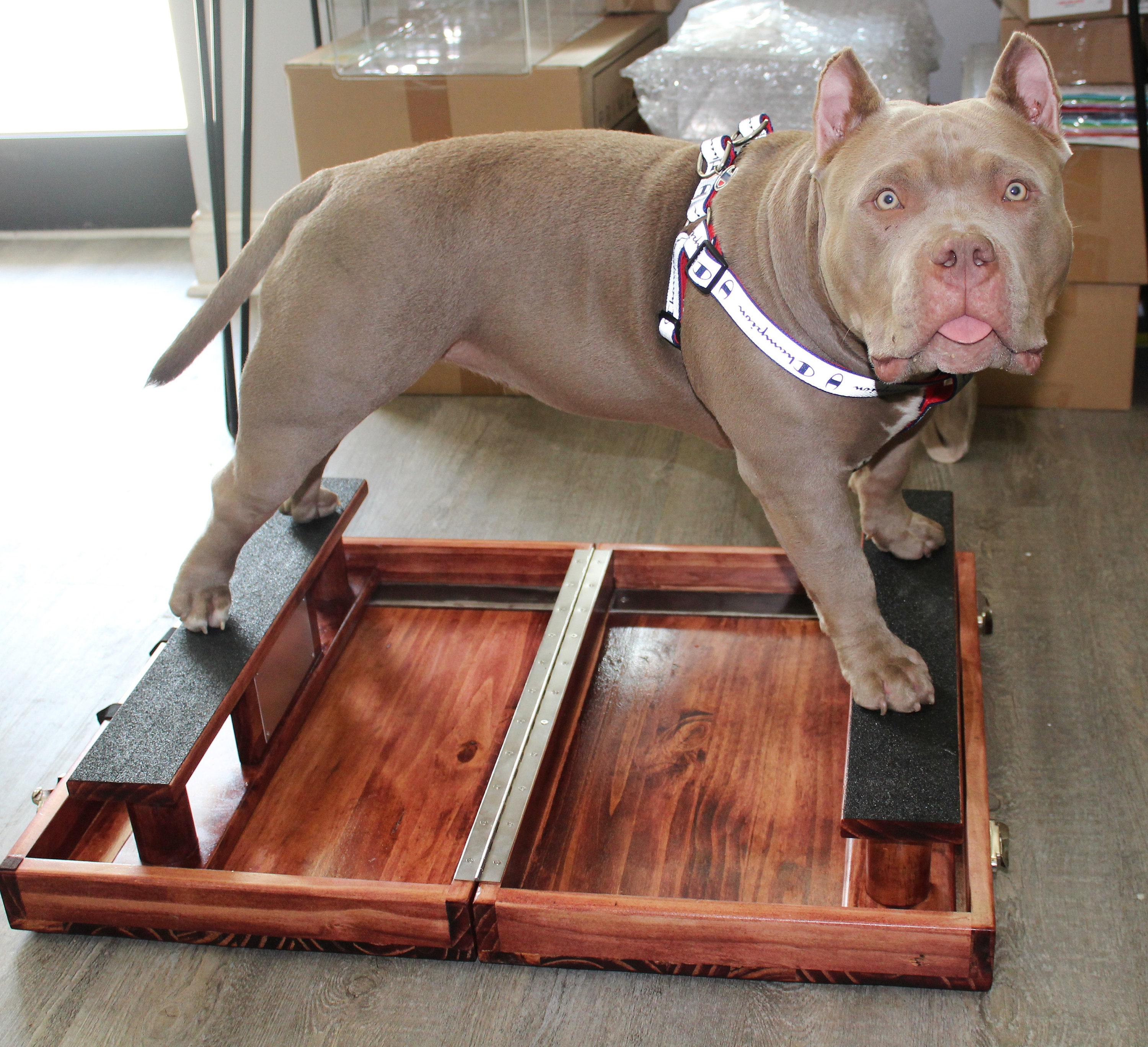 Dog Show Stacker / Stacking Case Etsy