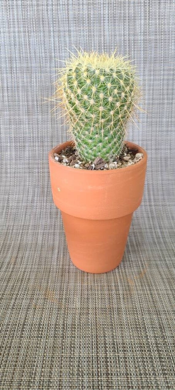 Golden Pincushion Cactus. Mammillaria celsiana 3 pot. Etsy