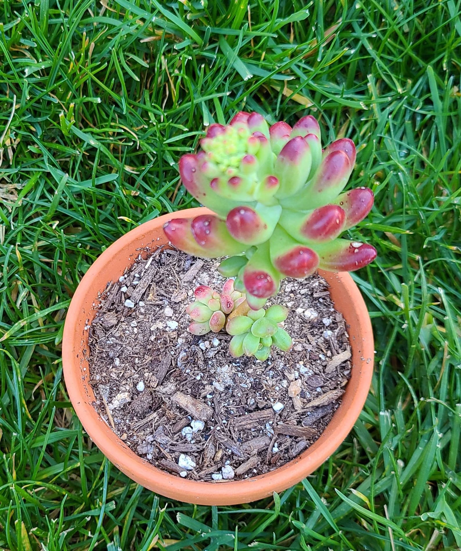 Jelly bean plant 3 Sedum rubrotinctum succulent shrub Etsy