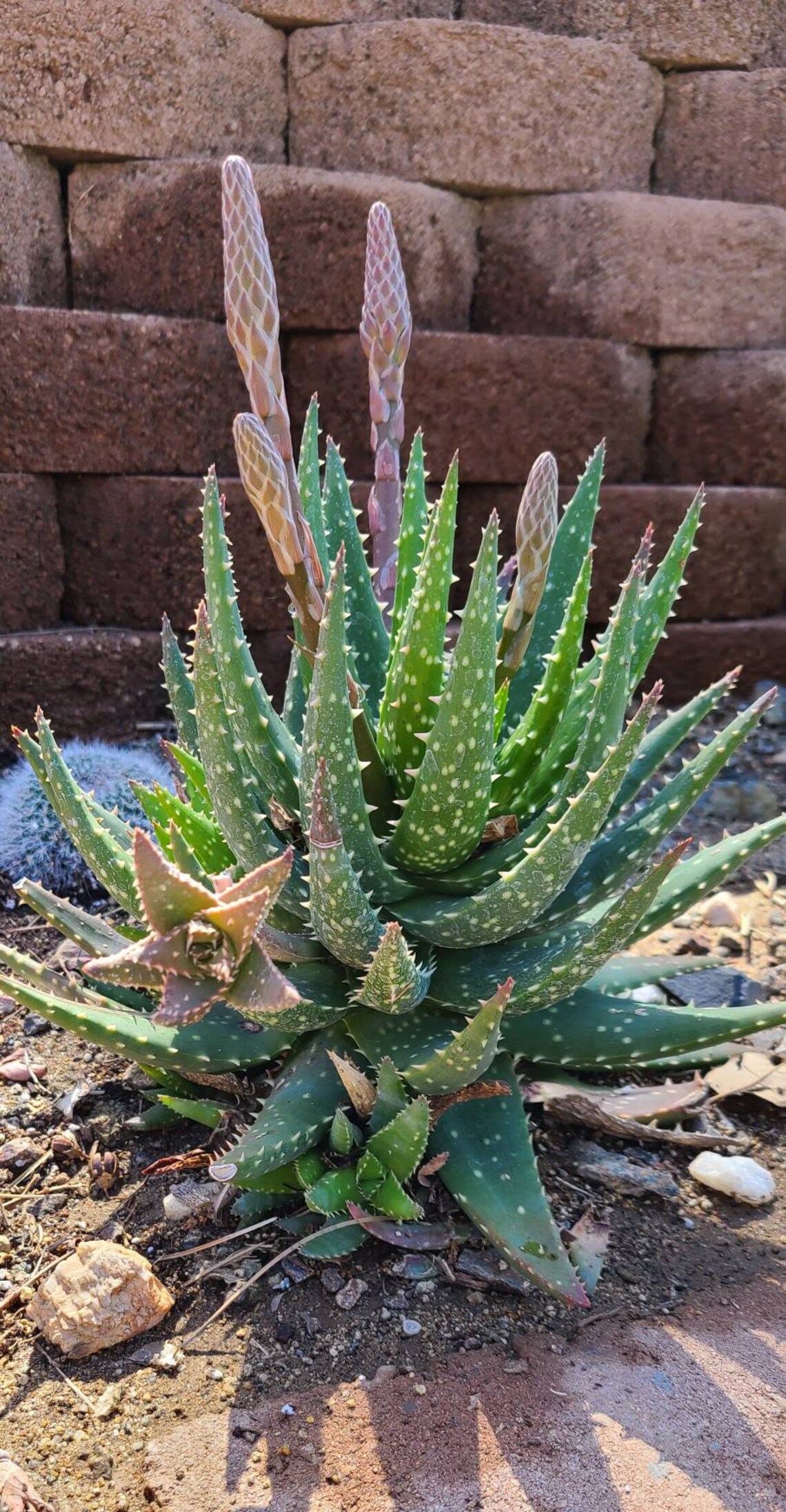 Lace Aloe 6 Aloe Brevifoliashort Leaved Aloe Etsy
