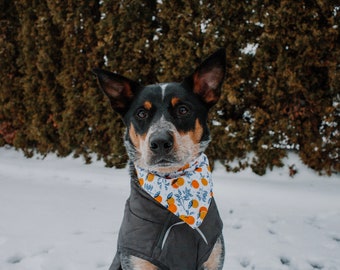 Citrus Cutie Dog Bandanna