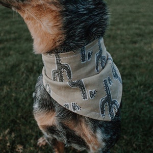 May include: A blue and brown dog wearing a tan bandana with a cactus print.