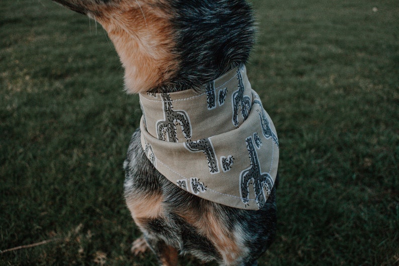 May include: A blue and brown dog wearing a tan bandana with a cactus print.