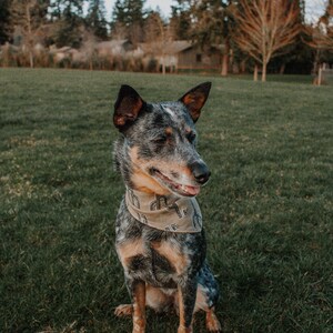 May include: A blue heeler dog wearing a bandana with a cactus print sits on a grassy field. The dog is looking to the right of the frame.