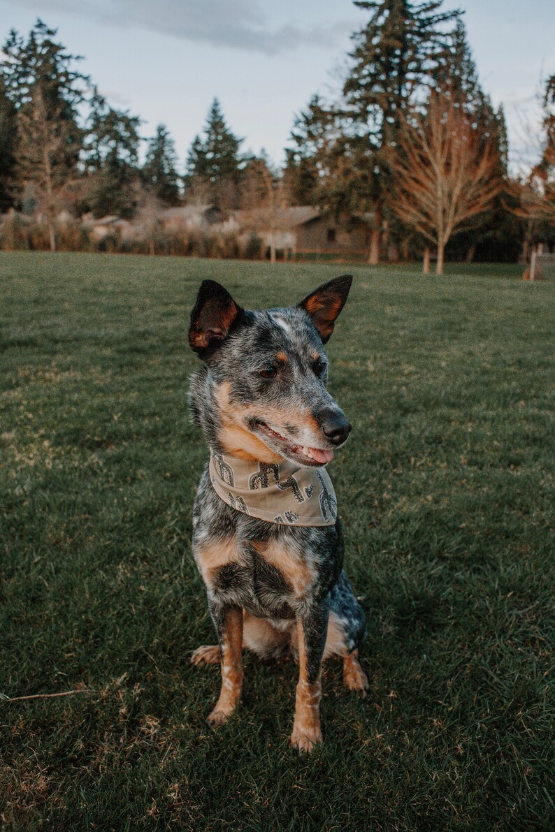 May include: A blue heeler dog wearing a bandana with a cactus print sits on a grassy field. The dog is looking to the right of the frame.