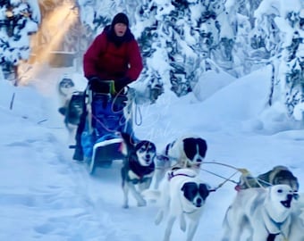 Sled Dogs: Fairbanks Alaska