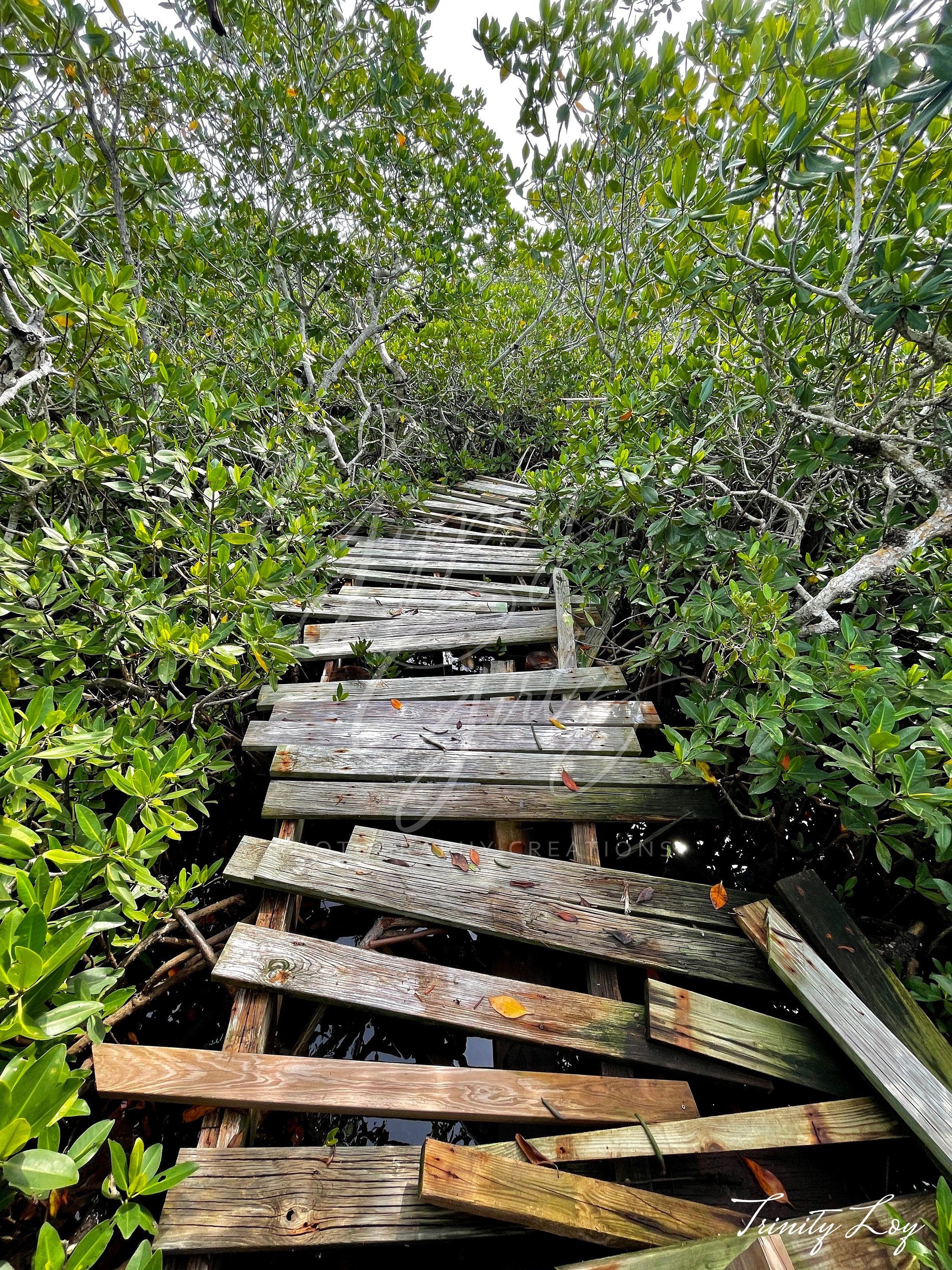 Broken Path at John Pennekamp Coral Reef State Park, Key