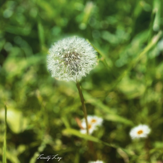 Dandelion white deals