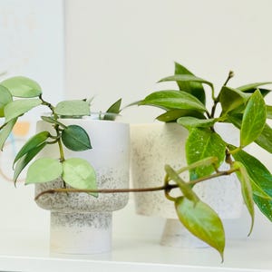 Petits pots jesmonite sur pieds mini plantes succulents hoya | Design minimaliste café recyclé