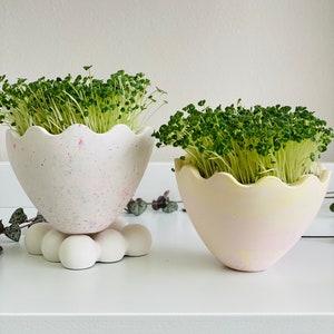 Peut inclure: Deux pots en céramique blanche en forme d'œuf avec des bords festonnés. Les pots sont remplis de micro-pousses vertes et ont une finition mouchetée. Le pot de gauche a une base blanche avec un motif en forme de nuage. Le pot de droite a une base jaune avec une finition mouchetée rose et jaune.