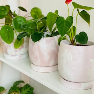 Può includere: Tre piante in vaso su uno scaffale bianco. Le piante sono in vasi di ceramica marmorizzati rosa e bianchi con sottovasi abbinati. La pianta a destra ha un solo fiore rosso.