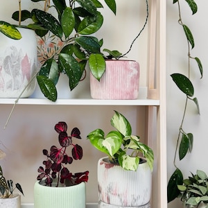 Può includere: Uno scaffale con quattro piante in vaso. Le piante sono di diverse dimensioni e colori, tra cui verde, rosa e bianco. I vasi sono in cemento e hanno una superficie testurizzata. Lo scaffale è in legno e ha una finitura bianca.