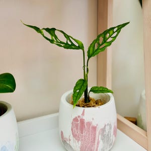 Puede incluir: Una peque&ntilde;a planta verde con hojas grandes y perforadas en una maceta de cer&aacute;mica moteada de rosa y blanco. La planta est&aacute; sentada en un estante blanco.