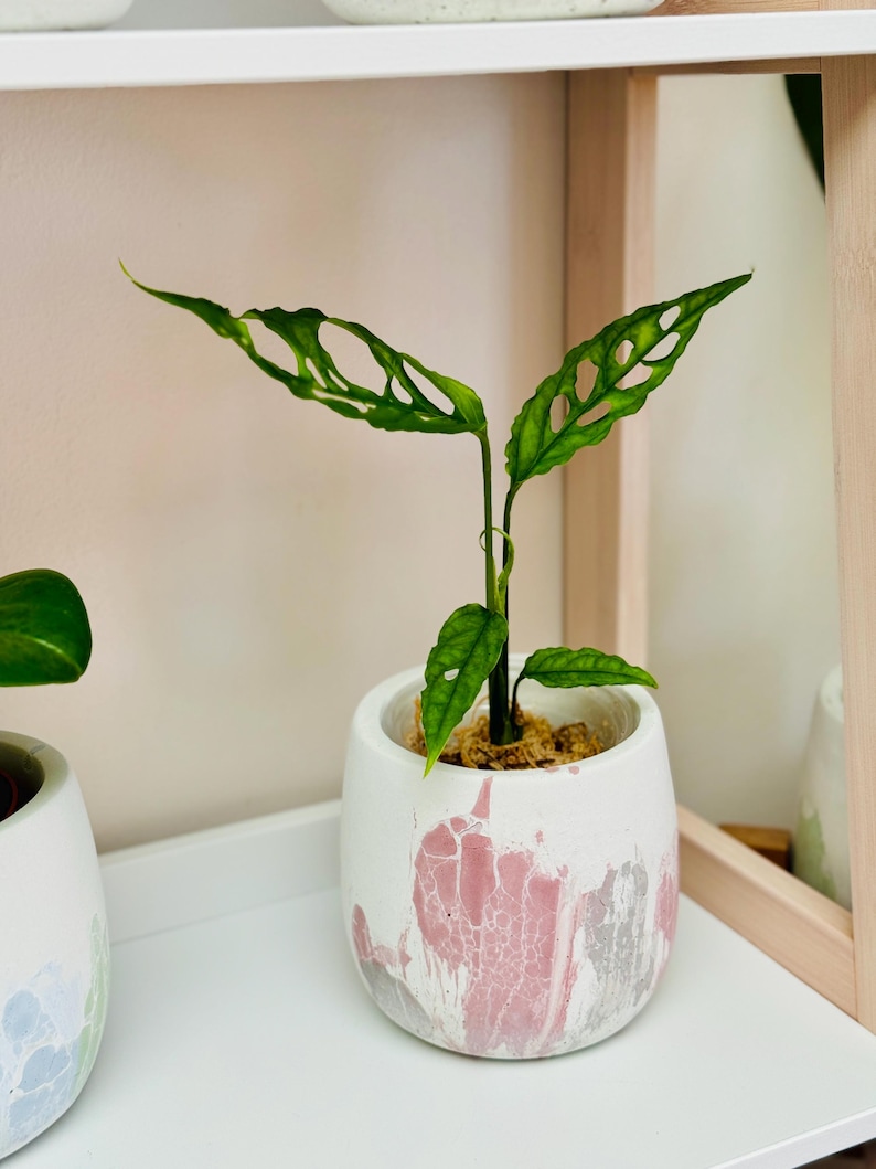 Puede incluir: Una peque&ntilde;a planta verde con hojas grandes y perforadas en una maceta de cer&aacute;mica moteada de rosa y blanco. La planta est&aacute; sentada en un estante blanco.